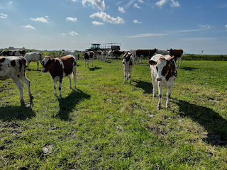 Een vroege ochtend in Eemland: Tussen beleidsplannen en de praktijk 🚜